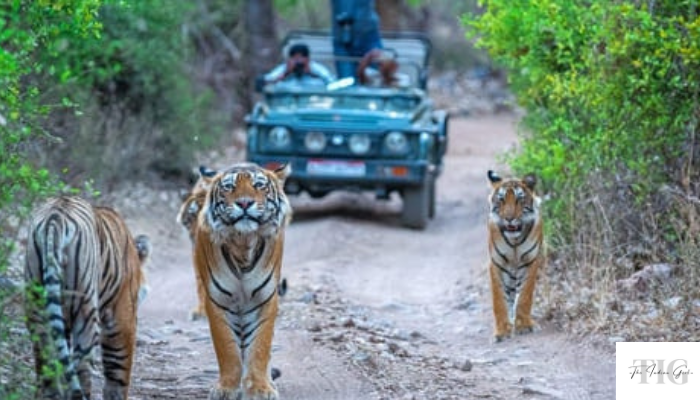 Corbett best romantic weekend in Jim Corbett valentine's 2026